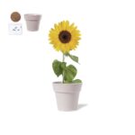 Maceta con semillas de GIRASOL