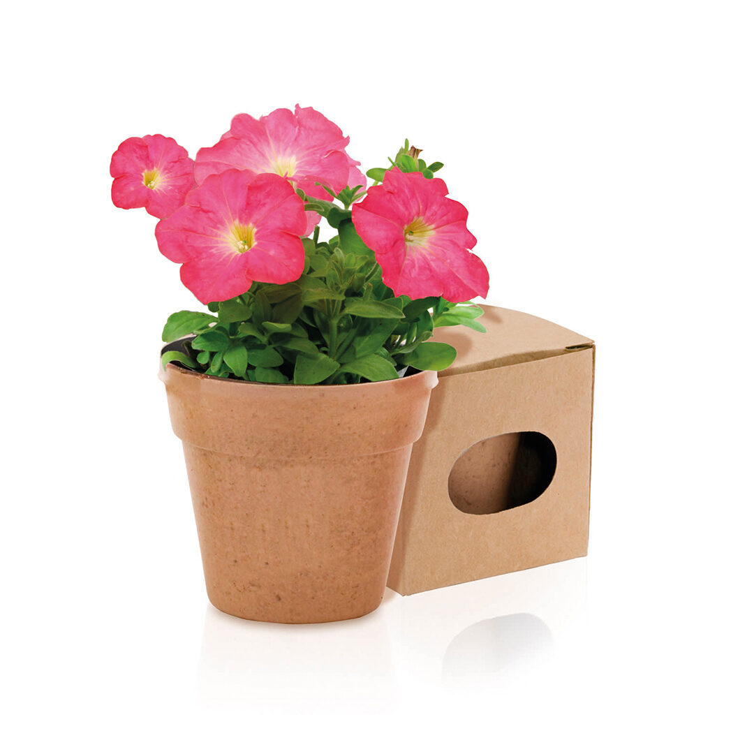Maceta semillas petunia Maceta con semillas PETUNIA Biodegradable - Imagen 1