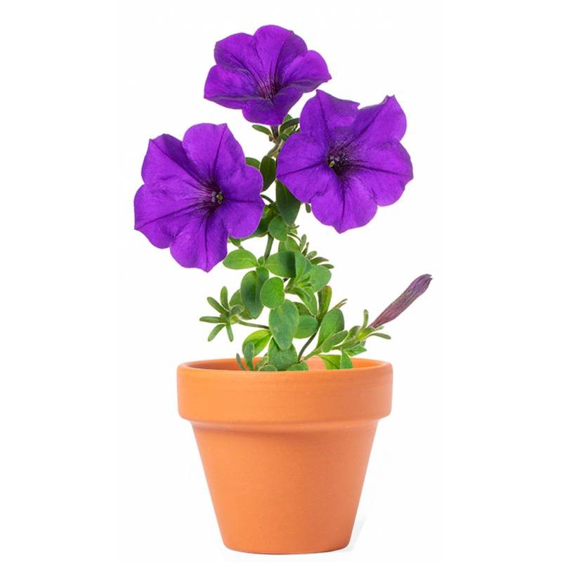 maceta-con-flores-petunia petunias