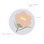 Crema De Manos Muguet Blanco & Jazmín Don Algodon - Imagen 2